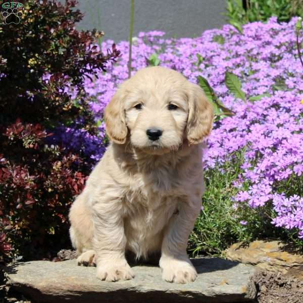 Ranger, Goldendoodle Puppy